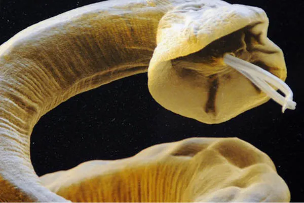 parasitic worm