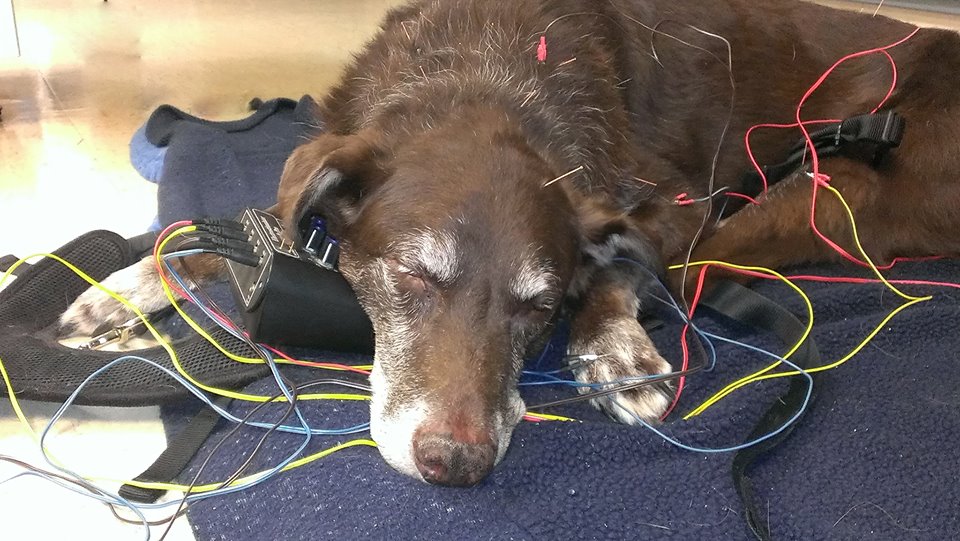 Electro-acupuncture