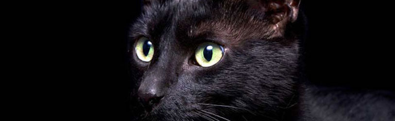 Natural Pet Care shop & Veterinart Surgeon