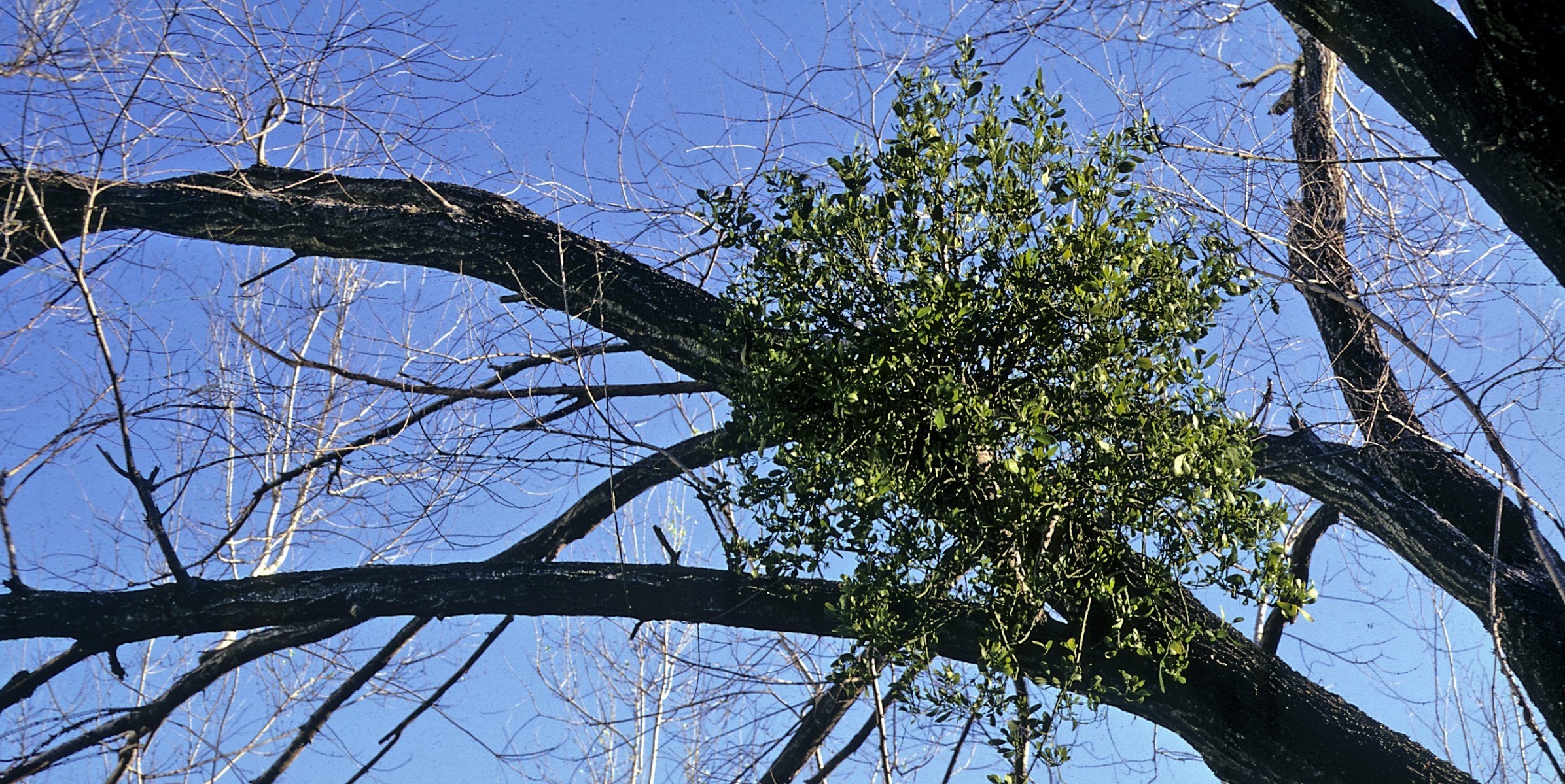 Natural Pet Care shop & Veterinart Surgeon